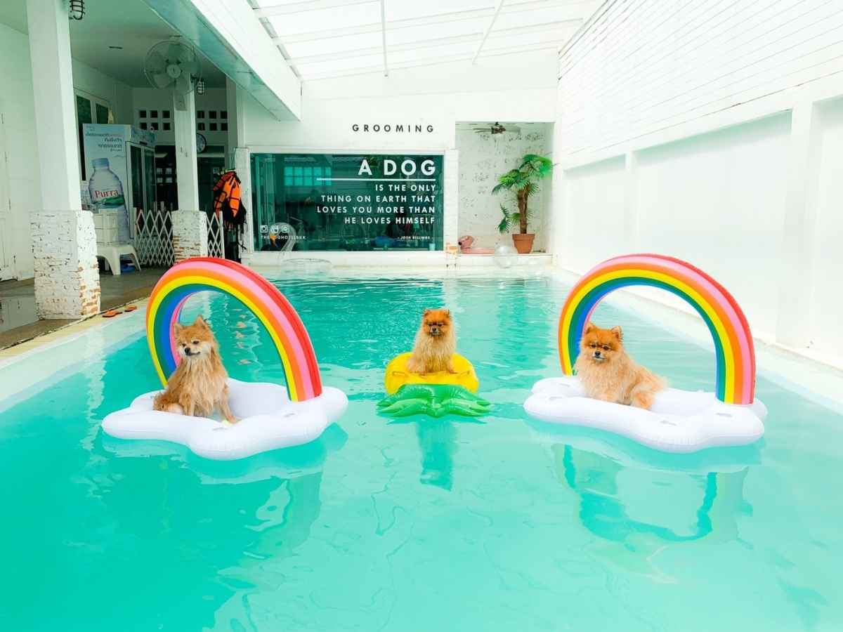 ส่อง 10 โรงแรมสัตว์เลี้ยงยอดฮิต ทาสเที่ยวบ่อย ต้องรู้! ปันโปร